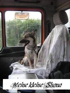 - (Versicherung, Schadensersatz, hund)