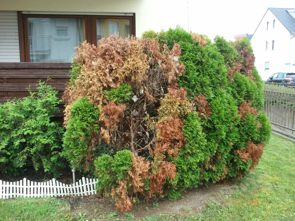 Befallene Thujas von vorne - (Garten, Entsorgung, Gartenbau)