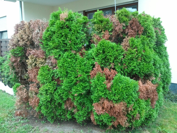 Befallene Thujas von der Seite - (Garten, Entsorgung, Gartenbau)