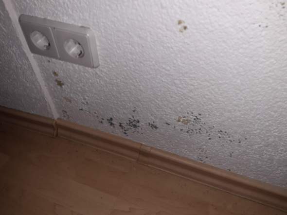 - (wohnung, schimmel)